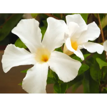 adenium plant (1)-555129-36354.webp